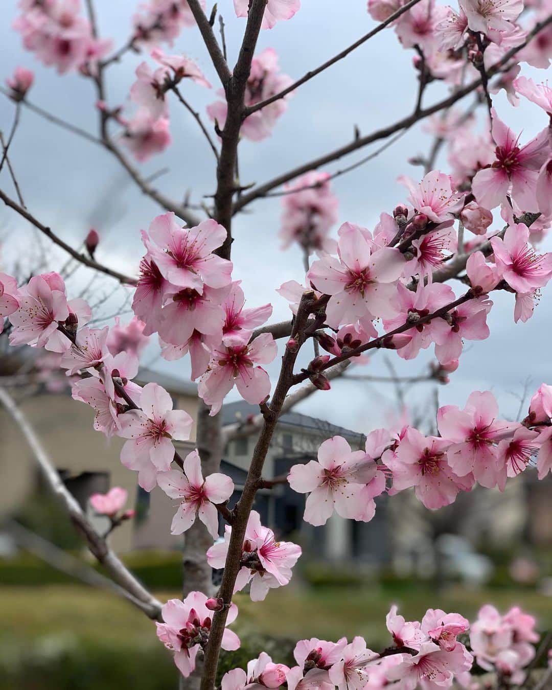 森上亜希子さんのインスタグラム写真 - (森上亜希子Instagram)「週末から週明けまでまた気温がグッと下がって寒くなるみたいだけど、確実に春は来てる。  さぁ、コロナウィルスよ冬と共に何処かに行ってしまえ‼️」3月14日 14時55分 - akiko_morigami