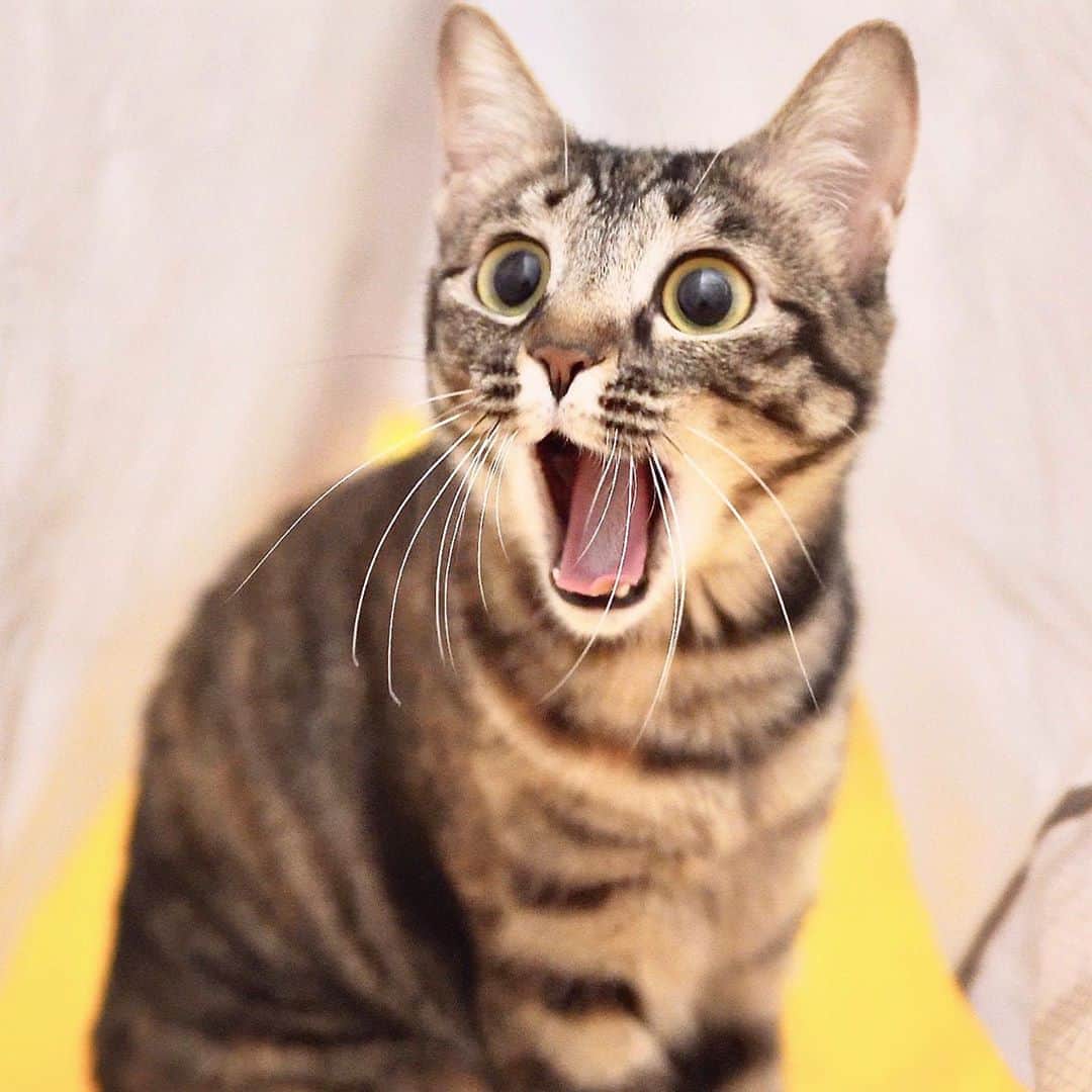 のインスタグラム：「． ．  猫のお尻から寄生虫が出てきました😭 ． ノミに寄生虫が寄生 ↓ 犬のお散歩でノミがつく ↓ 犬から猫にノミが飛び移る ↓ 猫の毛繕い ↓ 寄生虫お腹の中💦 ． 寄生虫さん冒険しすぎじゃないですか😅 ． ． 🍜おしらせ🍜 猫の寄生虫を駆除する動画を YouTubeのスーパーナブラチャンネルに 投稿しました✨ ． 🍜おしらせ🍜 YouTubeにアイ専用チャンネル作りました✨ アイチャンネル https://www.youtube.com/channel/UC2W9htlOFljDMsXLF-v74kg ． これからお引越ししていく予定です🚚 YouTubeのアカウント「スーパーナブラ」の 「コミュニティ」か「概要欄」から 新しいチャンネルにジャンプできます💕 ． #猫#ネコ#保護猫#にゃんすたぐらむ #にゃんだふるらいふ#温泉#ねこ#和食 #犬#チワックス#犬#いぬ#わんこ#イヌ #いぬすたぐらむ#車中泊#風景#景色 #琵琶湖#釣り#ブラックバス#バス釣り #発見#おでかけ#女子旅#ツーリング #自然#釣り#釣りガール#youtube」