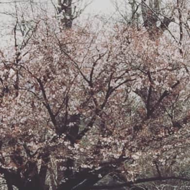 SHEILAのインスタグラム：「友達が桜の写真を送ってくれた。もうそんな季節なんだね。この私が家から出てないなんて。。。散歩も出来ないから。もう春なんだ。。。」