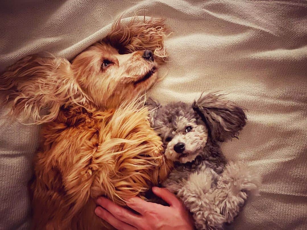 岩崎拓馬さんのインスタグラム写真 - (岩崎拓馬Instagram)「Love u . . かわいすぎて食べちゃいたい っていうぐらいかわいいw  ぱぱがんばるねっ  はん、心からあいしてる❤️ . . #お犬life #neel #forte #englishcockerspaniel #toypoodle #happytime」3月14日 11時50分 - happy_takuma