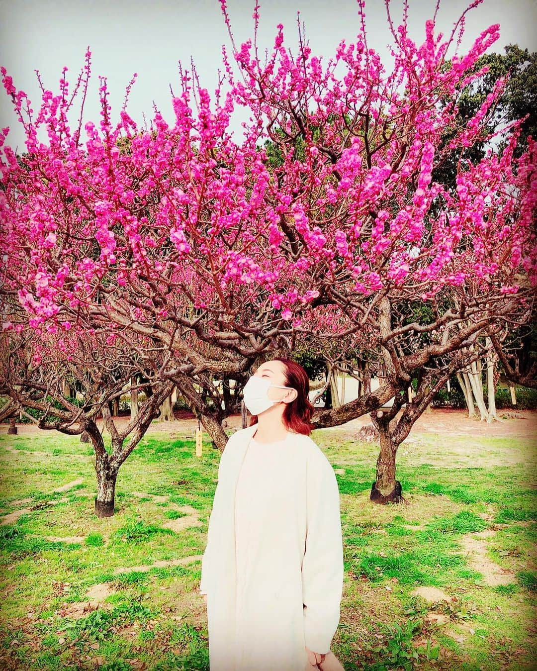 三船美佳さんのインスタグラム写真 - (三船美佳Instagram)「🌸 ある日の休日☀️ お天気も良いし ポカポカ日和だから ピクニックしよっかぁ🍙☀️ と大阪の#服部緑地公園　へ。 そこにはちょうど 梅が綺麗に咲いていて 思い掛けず お花見ができました🌸 #写真苦手だからもぉいいよぉと言ってるのにメッチャ写真撮ってくるダンナちゃんをメッチャ写真撮る子供#花より団子ではなくてツクネ#お花の下でお昼寝できたら気持ちいいだろうなぁって言ったら膝を貸してくれた子供が強烈な貧乏揺すりをしてきて全く寝れないし1番近い梅の木は枝#そんなこんなの楽しい家族時間でした🌸」3月14日 11時55分 - mikamifune_official