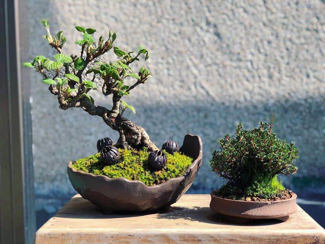金成公信のインスタグラム：「いいコンビです。 #ガマズミ #早乙女 #盆栽 #bonsai #bonsaijapan #japanesebonsai #wabisabi #bonsailovers #bonsailife #bonsaitree #bonsaiart #bonsaigram #bonsaiworld #plants #tree #greenlife #greenlifestyle #苔 #moss」
