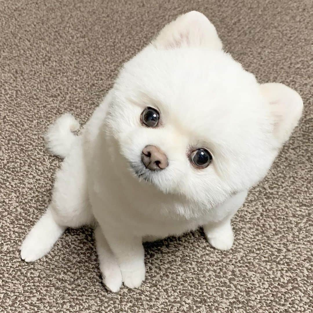 ニコちゃんさんのインスタグラム写真 - (ニコちゃんInstagram)「夏、選ばれしあなたたちが甲子園の土を踏めることと… 夏、全国高校野球選手権大会が無事開催されることをお祈りしております✨栄冠は君たちに輝くやっほい⚾️🐶✨ #選抜高校野球大会2020に選ばれし球児たちへ #高校球児 #高校球児のみなさまへ #今ありて未来の扉も開く #今ありて #春夏合同開催希望 #高野連朝日新聞毎日新聞のみなさまへ #まずは終息願う #秋田のボールより #ポメリズム #ポメラニアン #白ポメ#pomeranian」3月14日 12時19分 - nico_susukita