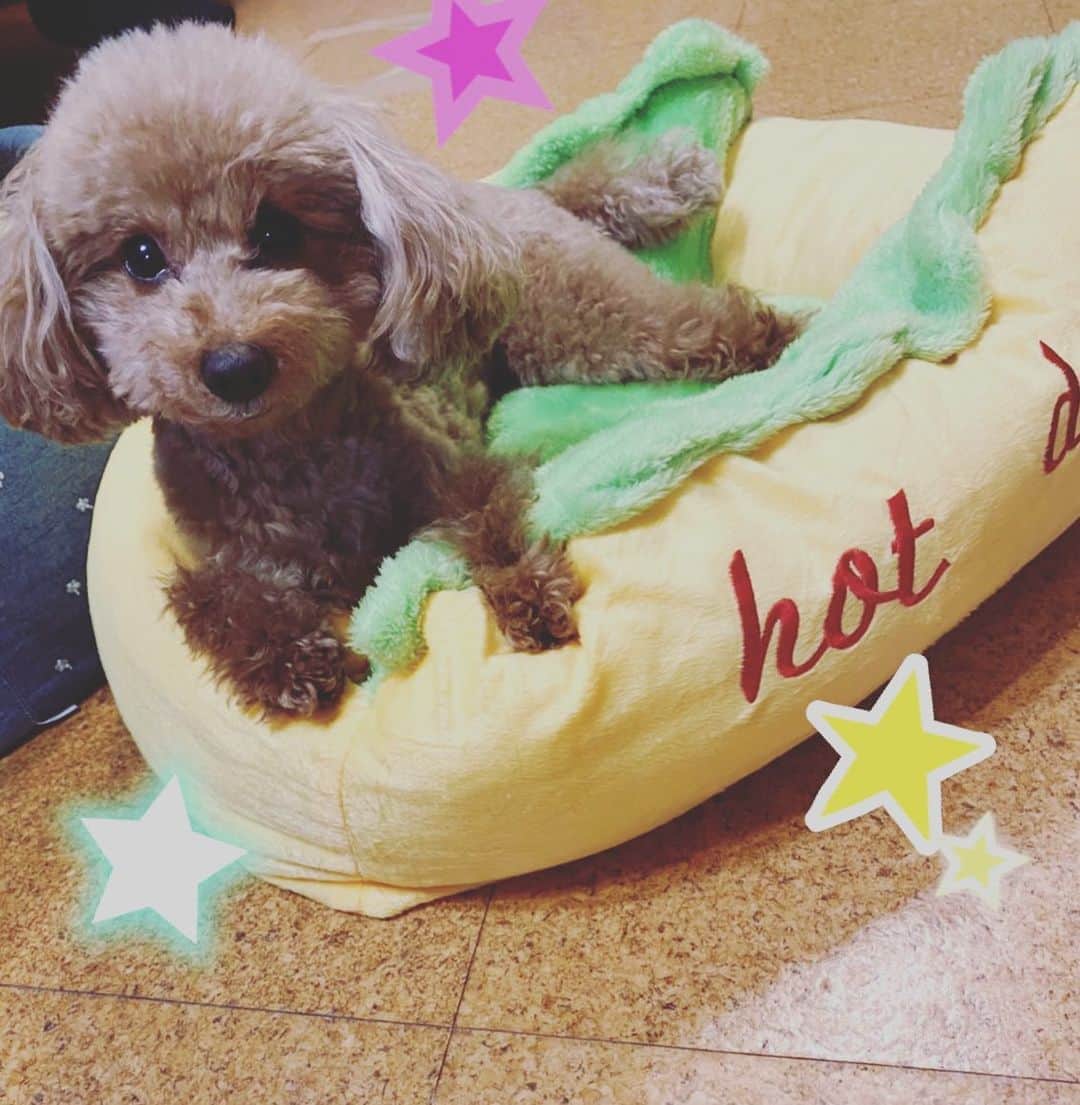 須黒清華のインスタグラム：「母から送られてきた 「ホットドッグ🌭」 . はさまれてる〜🤣💕 癒されました✨ . 写真は全く関係ありませんが、今夜のアド街は「池袋西口」です😎 #アド街ック天国 #今夜も放送あります #神田伯山 さん #初出演 #ホットドッグ これが本当の#hotdog 🌭💕」