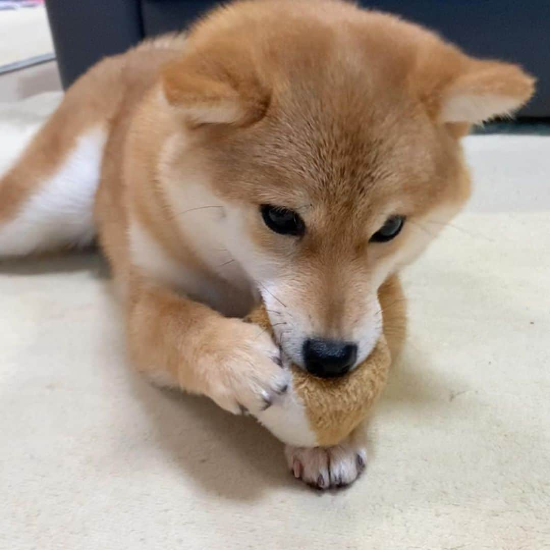 豆柴 サニーちゃんさんのインスタグラム写真 - (豆柴 サニーちゃんInstagram)「. . HELLO〜こんにちわん🐶🏈🎶 . 🐶ピコピコが止まらないでちゅ . ラムちゃんのエンドレスピコピコ🐶🎶 . 今日で、ラムちゃん 生後6ヶ月になりました🎉 . わんぱく&おてんばだけど 甘えん坊なラムちゃん💕 サニおねぇちゃんに色んなこと教わって 犬社会をたくましく生きるんだよ〜 . ペットというより大切な家族💓 でも、"犬らしさ🐕犬の気持ち” を忘れちゃいけないよね〜 . 最後の写真は 生後6ヶ月のサニーちゃんだよ🐻 . . どうでもいい話ですが 16年前のホワイトデーの今日は パパと結婚式💒を挙げた日です あの頃は若かったなぁ😆 今は、さにらむたんと一緒に暮らせて も〜っと幸せ〜🐻🐶💓 . . #エンドレス #endless #エンドレスピコピコ #ピコ太郎 #DJ #DJラム太郎 #ブル足中毒 #生後6ヶ月になりました . #柴犬#豆柴 #赤柴#豆柴子犬 #まめしば#いぬのきもち#ふわもこ部 #サンデイ#サンデイいぬ組#anicas#shiba_snap #shibainu#shiba#mameshiba#shibastagram #mameshibapuppy#shibapuppy #豆柴サニーちゃん#豆柴ラムちゃん#さにらむたん #さにらむ2020」3月14日 12時26分 - sunny_rei_32