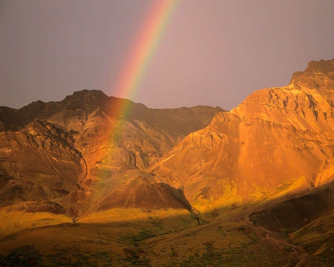 National Geographic Travelさんのインスタグラム写真 - (National Geographic TravelInstagram)「Photo by @stephen_matera | A rainbow brightens the Toklat Valley in Denali National Park, Alaska. This rainbow appeared after a deluge while I was backpacking in the park. We camped not too far from here and a curious wolf approached our camp.  Follow me @stephen_matera for more images from Alaska and around the world. #wilderness #rainbow #toklatriver #denalinationalpark」3月14日 13時10分 - natgeotravel