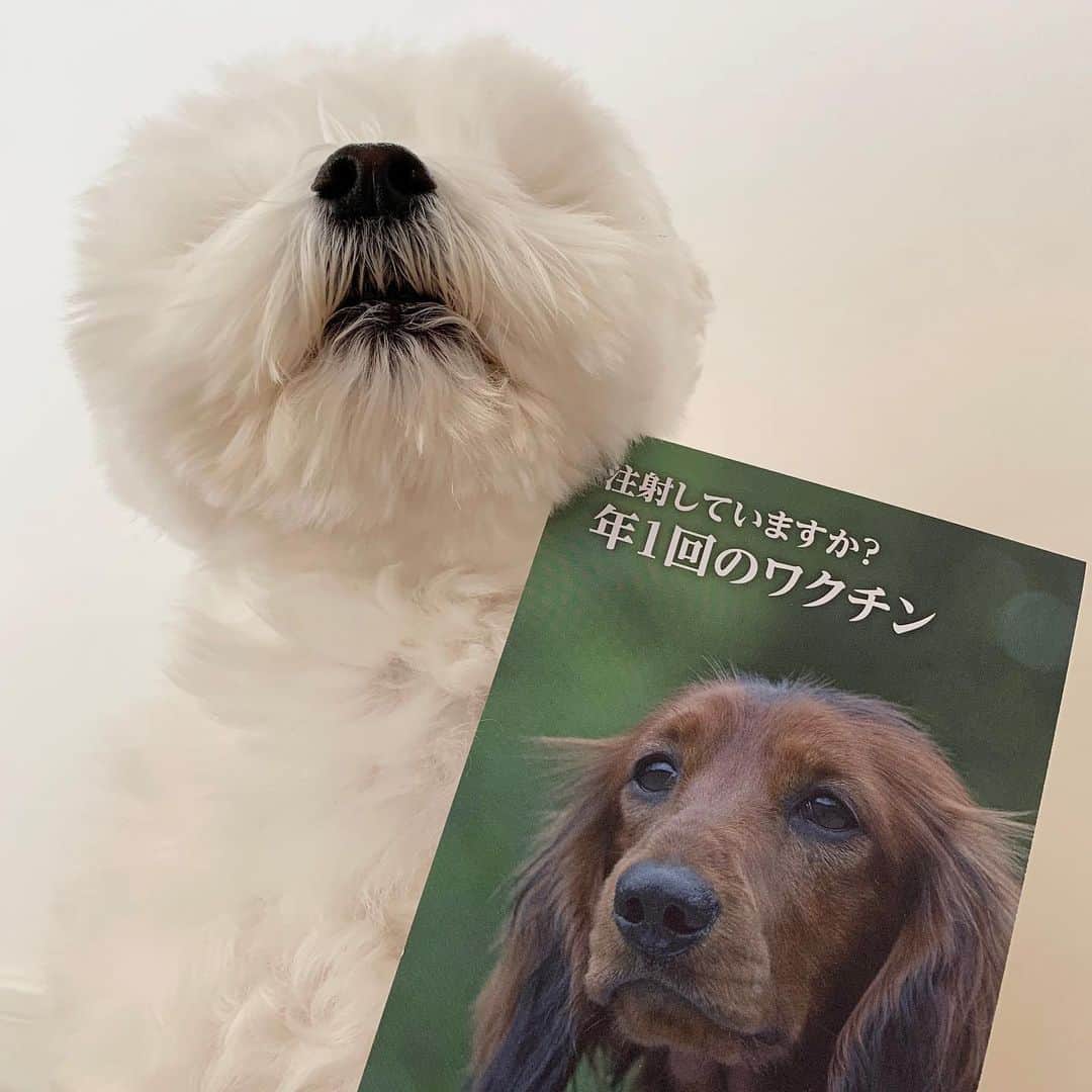 セロリのインスタグラム：「【狂犬病】 動物病院から「狂犬病ワクチン」のお知らせハガキが届きました。 顔が昨日と同じ・・・(笑) そして、今日はホワイトデー。 ホワイトデーと言えば・・・。 もうあれから5年も経ちます。 早いなぁ。。。 お月様組、一度も会いに来てくれません。 毎日名前を呼んでるのになぁ。 「SPACE SHOWER MUSIC AWARDS 2020」にて、Perfumeが海外で最も活躍したアーティストに授与される賞「BEST ACTIVE OVERSEAS」を受賞しました。 Perfume、Team Perfume、おめでとうございます。 #maltese #マルチーズ #狂犬病  #うさぎ #お月様組 #perfume #prfm #スペシャアワード #スペシャ」