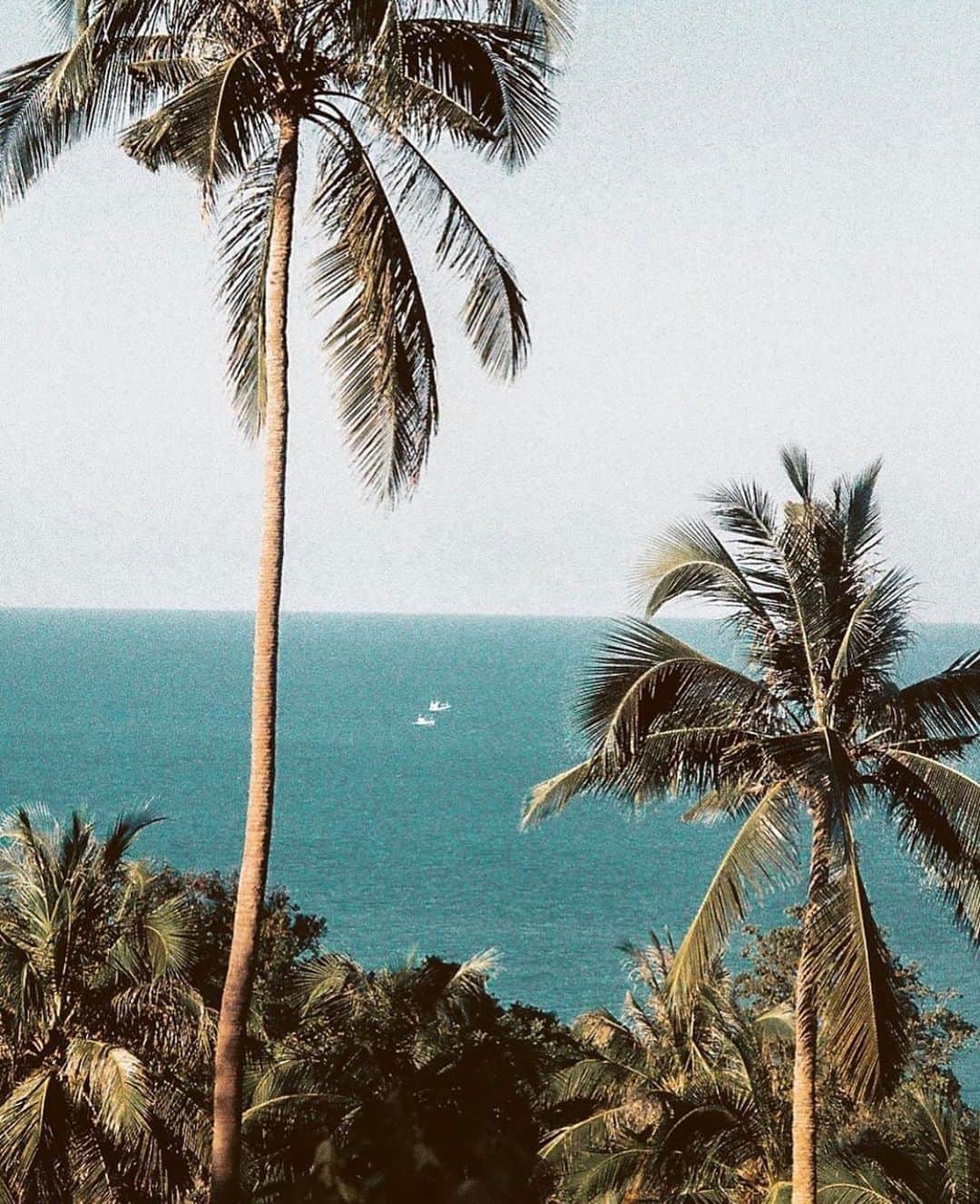 Angelina Boykoのインスタグラム：「Palm trees」