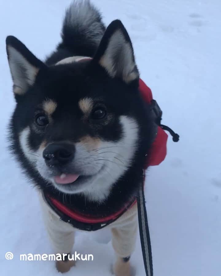 まめ丸のインスタグラム：「* * 今日は雪❄️ふったよ🐶💓 これは2ねんまえくらいにつもったとき、 さむいけど雪であそびたくて かえりたくないぼく🐶⛄️ #さいごおはなに雪をつけるあざといぼく🐶💓 * I  like snow🐶☃️💓 * #はじめて雪あそびしたときのぼく #はやおきしてパジャマでいったの #さむいのキライだけど雪はすき * #柴犬#豆柴#柴#黒柴#犬#しばいぬ#ふわもこ部#shiba#shibainu#shibastagram#shibadog#puppylove#puppy#instadog#dogstagram#dog#pet#petstagram#adorable#cute#cutedog#worldofcutepets#dailyfluff#weeklyfluff#まめ丸と雪 ☃️」