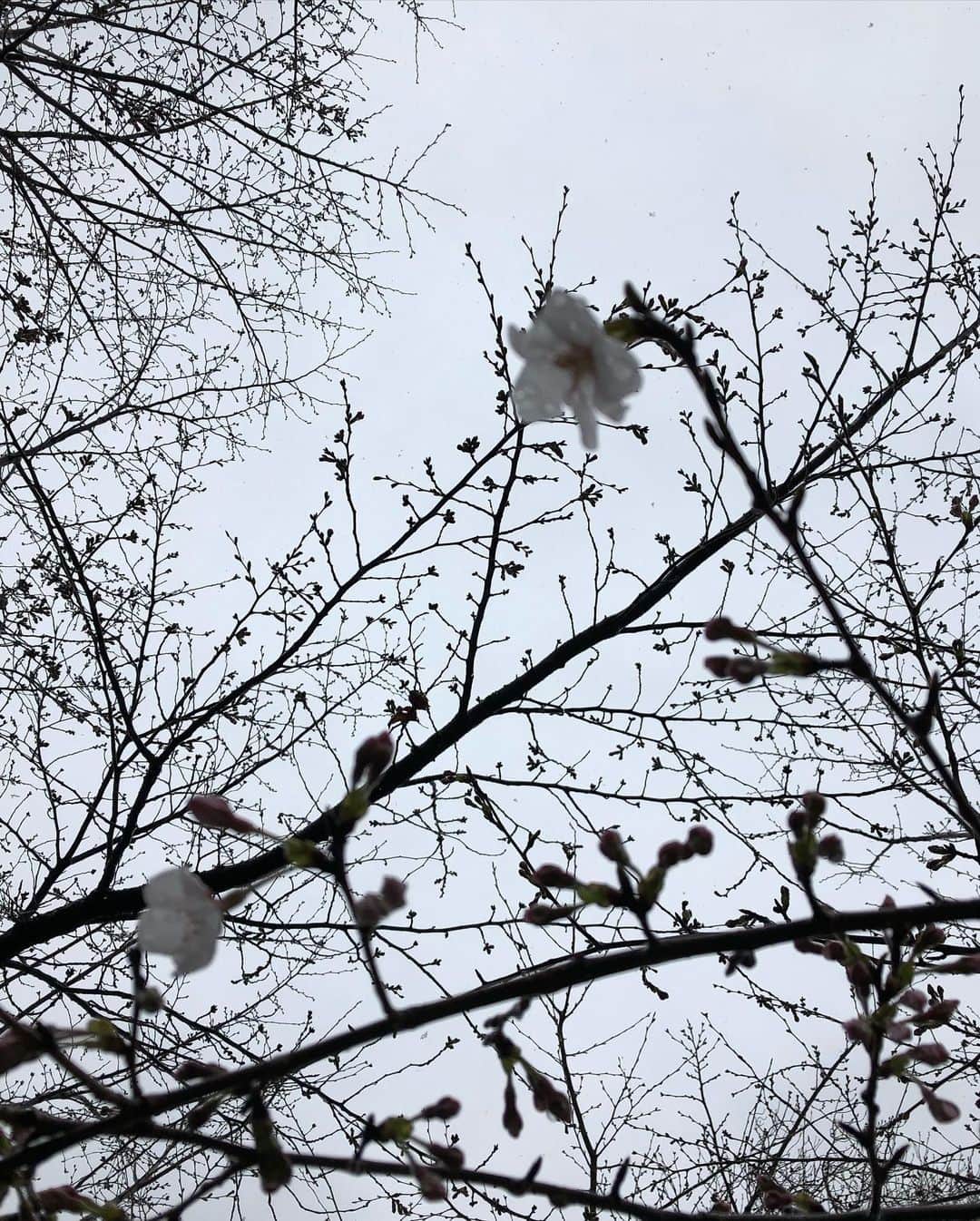 高橋ひとみさんのインスタグラム写真 - (高橋ひとみInstagram)「今日の東京は真冬の寒さです。 ももえは朝の散歩が終わって退屈していたら、雪が降ってきたので慌ててみんなで公園に行きました❄️ 東京は観測史上最も早い桜🌸の開花日となったとのことです。　 公園の🌸も少し咲いてました。」3月14日 15時25分 - hitomi_momoe