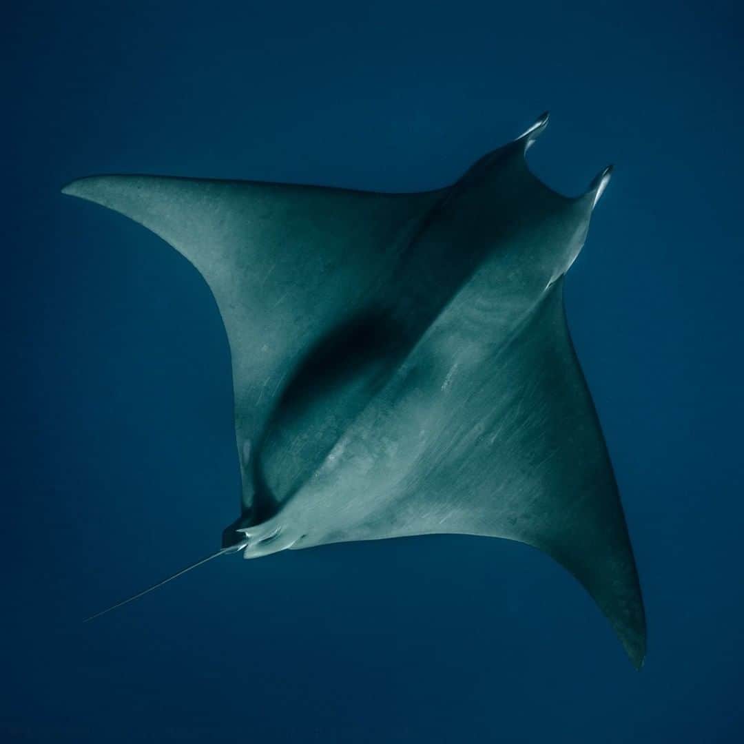 のインスタグラム：「Photo by Matthieu Paley @paleyphoto I We were freediving off the coast of Azores, Portugal, when a small group of mobula rays circled from the depths toward the surface, one passing right below me. They seemed like giant birds moving in slow motion, incredibly graceful, incredibly free. Yet their vulnerable population is in steep decline due to overfishing, coupled with the illegal trade of ray gill plates. For more behind the scenes, visit @paleyphoto  #Acores #AçoresAtlantis2019 #visitazores #mobularay #mantaray」