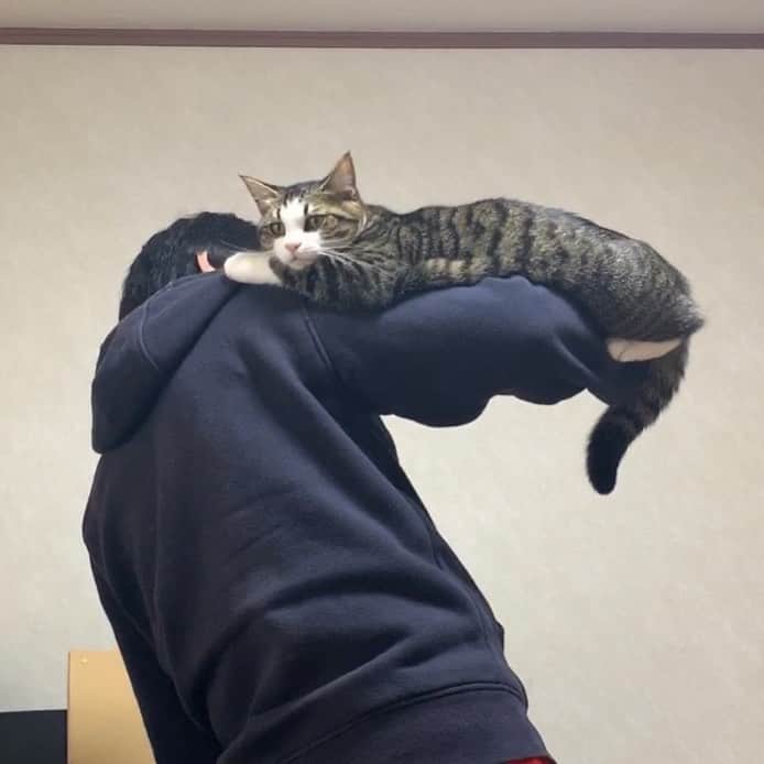ひのき猫さんのインスタグラム写真 - (ひのき猫Instagram)「お父さんはキャットタワー(笑) #ひのき猫 #cat」3月14日 15時36分 - hinoki.cute.kitten