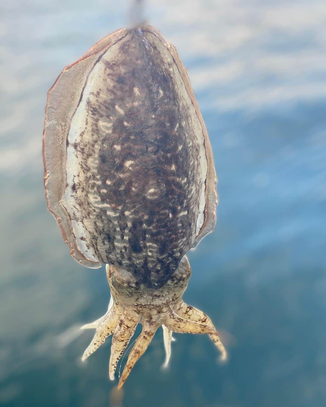 滝沢沙織さんのインスタグラム写真 - (滝沢沙織Instagram)「一つテンヤで使っていた竿で変更したのは、 ティップランエギングでした〜😊🎣✨ 少し曇っていて、そんなに潮の流れもない時だと、なんか釣れる気がしたので🦑🎣（笑） 釣りをしていた辺りは、アオリイカはあんまりいないけど、コウイカはいるよって言ってたので、数回投げてみたところ、ズシっと重たい何かが（笑） 海藻なのか、イカなのか、、、上がってくるまでわからなかったですが、無事コウイカちゃん🦑GET‼️✨ ティップラン用のエギ、持って行ってて良かったぁ〜💕🎣 状況によって釣り方を変える❗️✨ 少しづつだけど、海の状況を見ながら、釣り🎣を楽しめるようになってきた‼️ もっといろんな釣り方を知れたら、臨機応変に釣りをできる楽しさも増える💖 もっと詳しくなりたいなぁ〜❗️✨🎣 釣ったお魚達でのお料理は次回に💕 #滝沢沙織 #広島県 #瀬戸内海 #海釣り #ティップランエギング #コウイカ #釣れてラッキー✨🦑 #もっといろんな釣りを知りたい欲（笑） #釣りの道は果てしなく続く🎣 #fishing#fish#fishinglife#釣り#魚#釣り女優#滝沢釣り道#釣り女子#釣り好き」3月14日 15時43分 - saori_takizawa.official