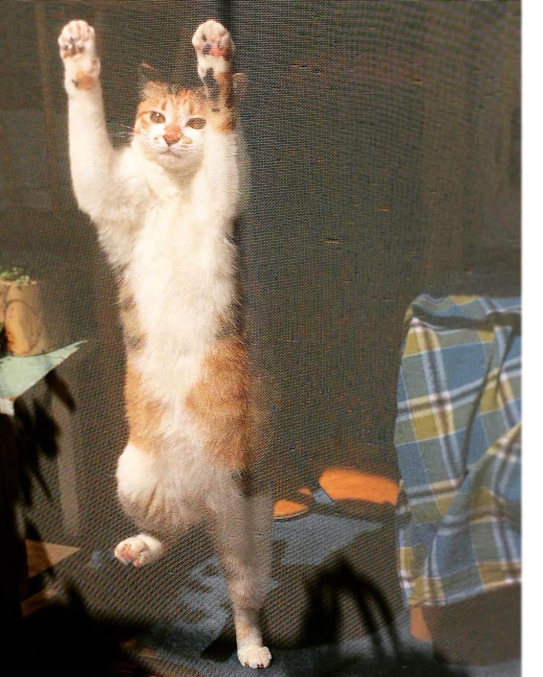 山田稔明さんのインスタグラム写真 - (山田稔明Instagram)「チミちゃん2010年代中期の傑作選です。こないだ受けた取材が、明日3月15日の毎日新聞日曜版「猫も人も幸せに」というコラム記事になって掲載されますのでぜひご覧ください。 #ポチ実 #三毛猫」3月14日 15時46分 - toshiakiyamada