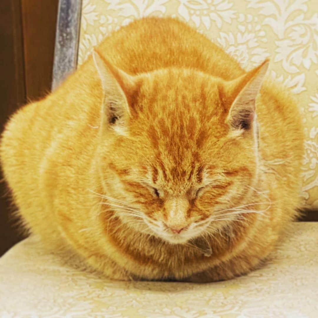 本間昭光のインスタグラム：「#猫 #昼寝」