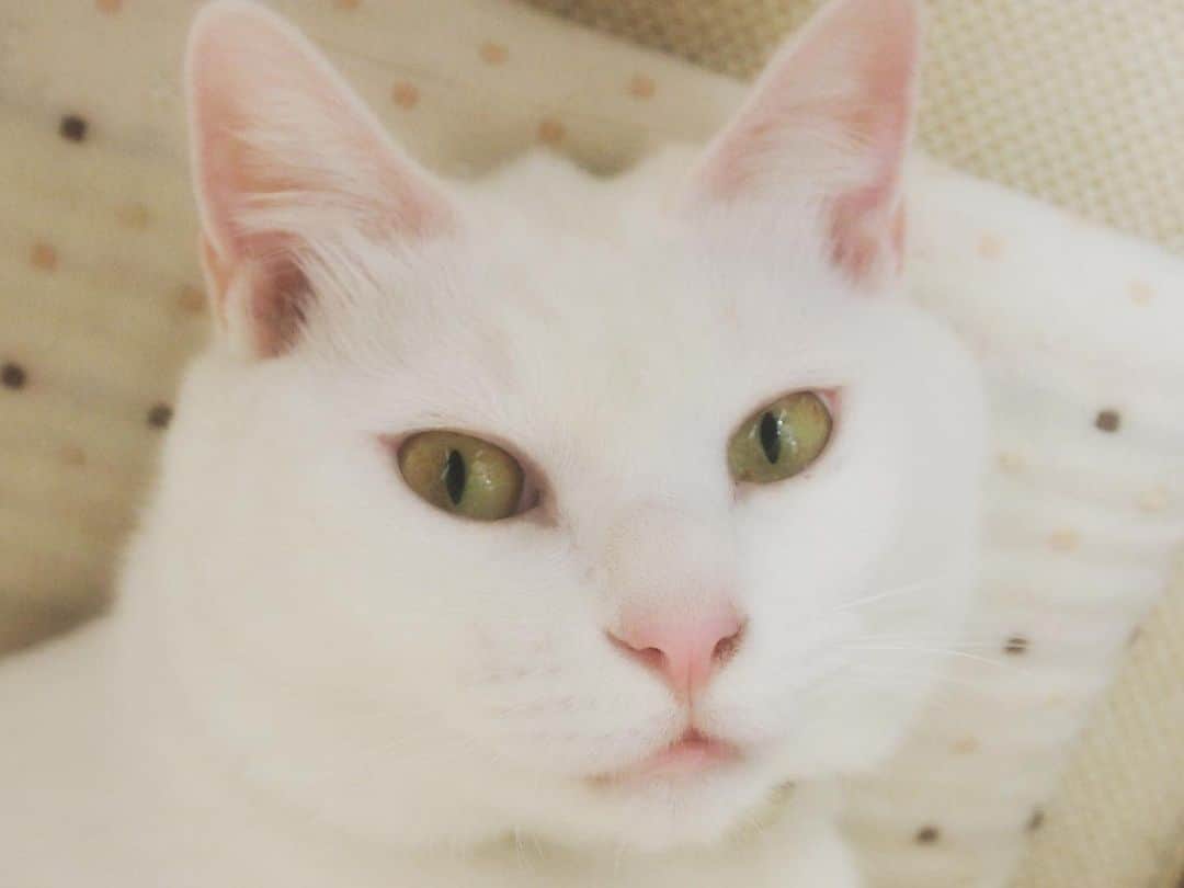 相原コージさんのインスタグラム写真 - (相原コージInstagram)「#ホワイトデー  ということで。　#しろねこ  #ねこ　#cat #whitecat」3月14日 15時52分 - kojiaihara