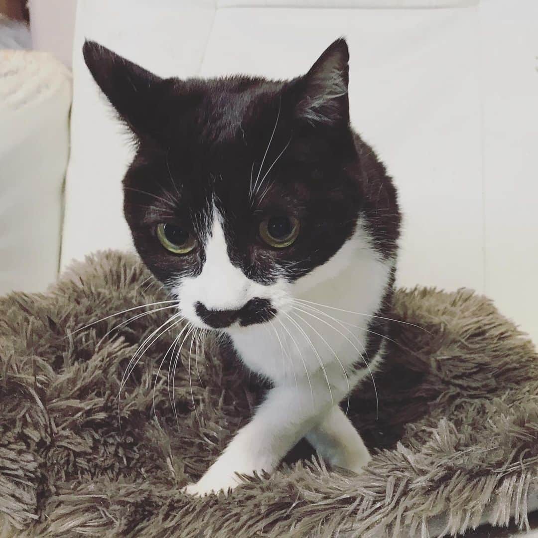 もじゃころのインスタグラム：「あっちにもこっちにも気を取られた結果😂😂😂 #チョッチュ具志コロペッペ」