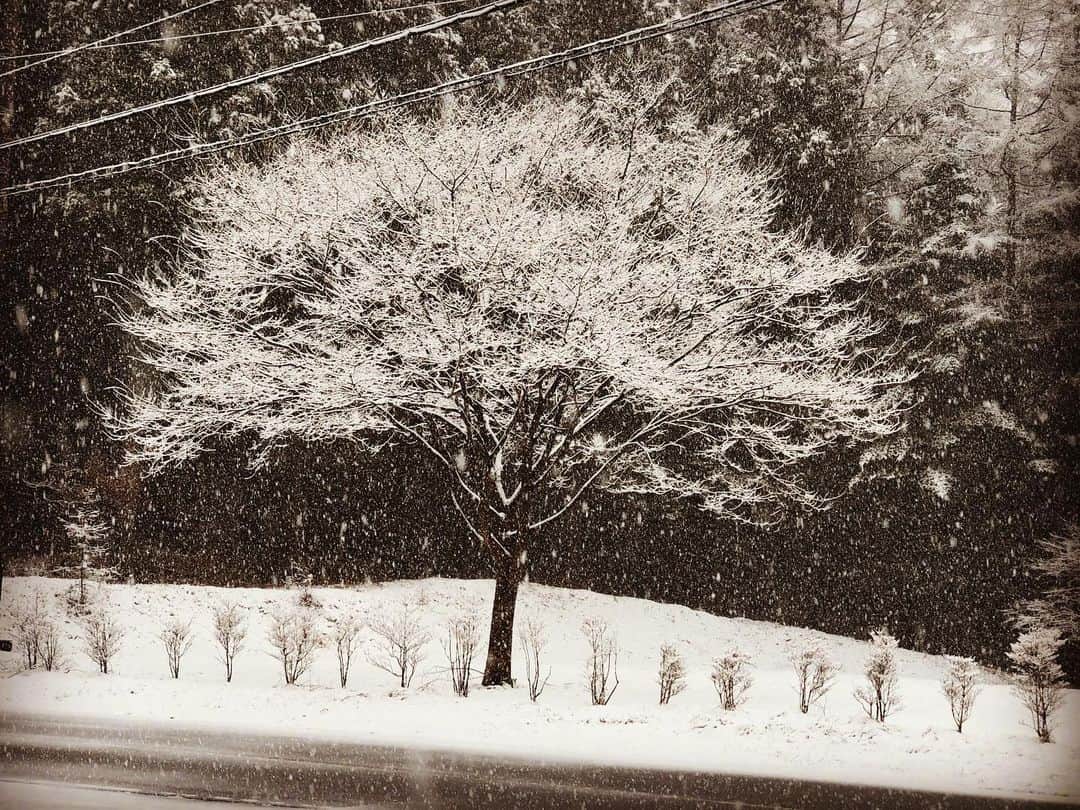 のインスタグラム：「雪が満開です！#軽井沢　#堤信子」