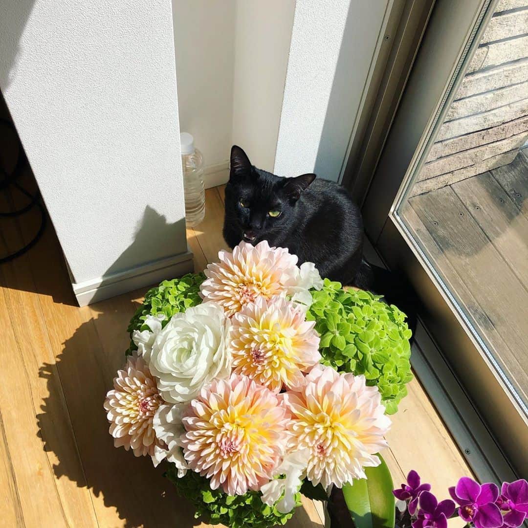 小泉今日子さんのインスタグラム写真 - (小泉今日子Instagram)「猫と花とお日様。  #猫のいる暮らし」3月14日 17時22分 - asatte2015
