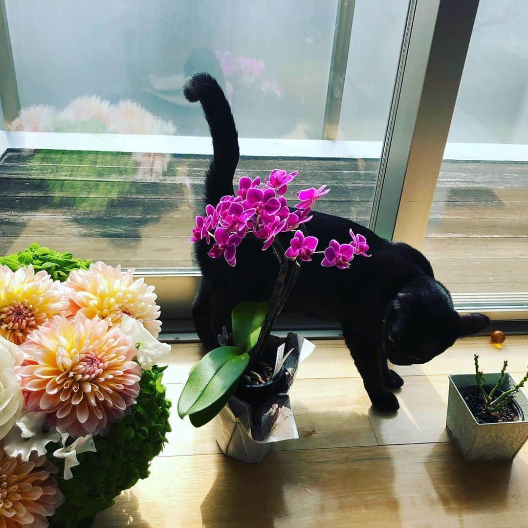 小泉今日子さんのインスタグラム写真 - (小泉今日子Instagram)「猫と花とお日様。  #猫のいる暮らし」3月14日 17時22分 - asatte2015