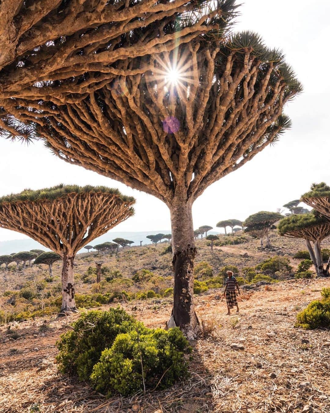 Discover Earthさんのインスタグラム写真 - (Discover EarthInstagram)「"A bit over two weeks ago I arrived on this mysterious island called Socotra which belongs to Yemen. Since 2008 it is a UNESCO World Heritage site and a lot of plants and animals are endemic to this island which mean, these species only exist on this island. Like the Dragon Blood Tree you see on this photo." 🇾🇪 #DiscoverYemen  Photo and caption by @kitkat_ch」3月14日 17時22分 - discoverearth