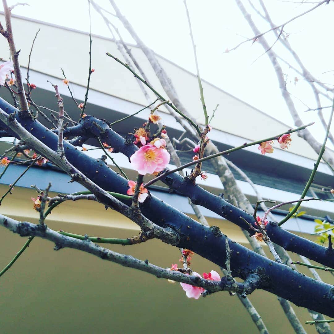 デザオ建設北野展示場さんのインスタグラム写真 - (デザオ建設北野展示場Instagram)「あとちょっと……！ 一方で梅が……梅の花が終わりを迎えておりました。雨も降っているので、明日には木だけになっているかもしれないですね～ #とこしえの椿  #今年一番乗りの花 #さらば今年の梅の花 #つなぐモデルハウスとこしえ  #デザオ建設  #デザオ建設北野展示場」3月14日 18時00分 - dezao_kitano2018