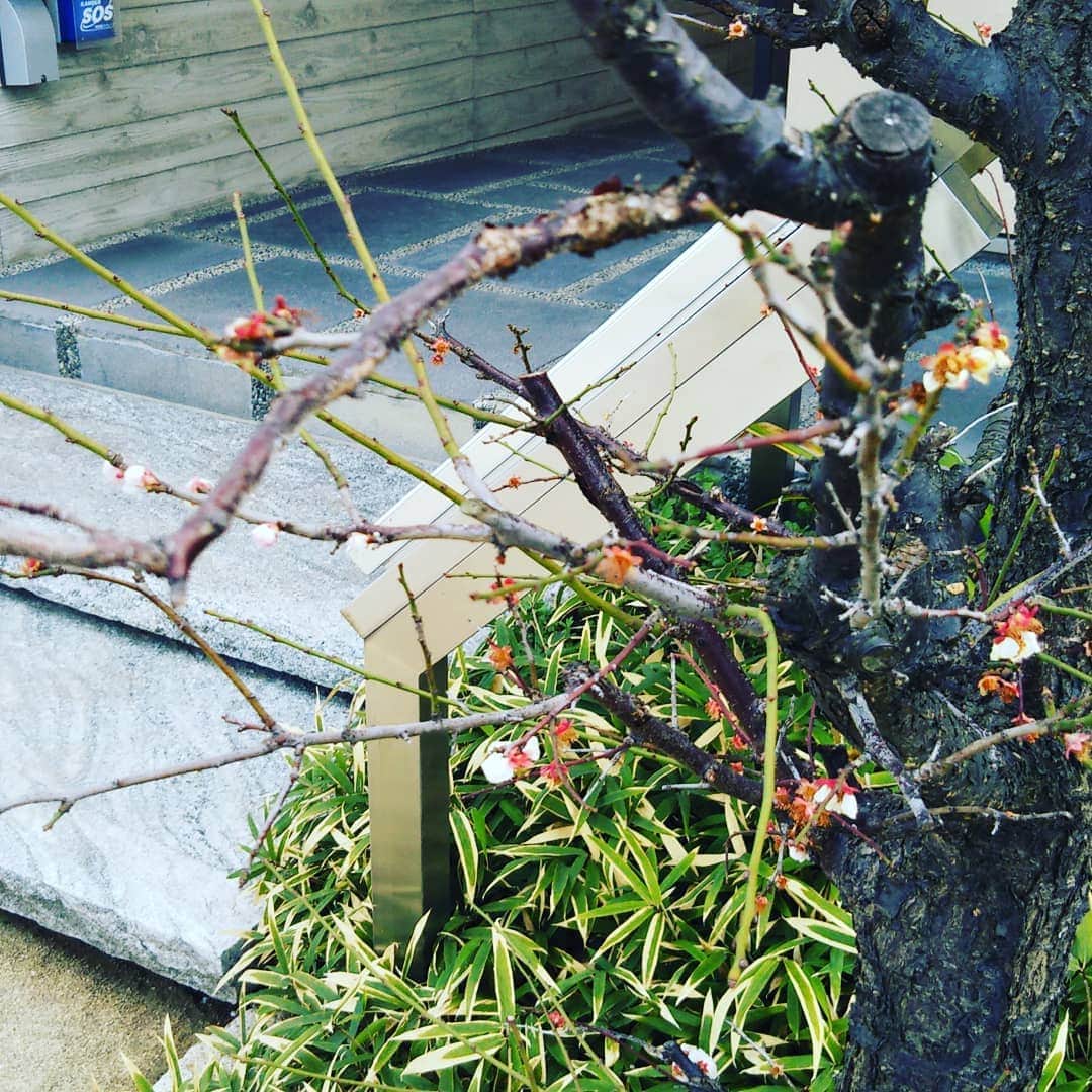 デザオ建設北野展示場さんのインスタグラム写真 - (デザオ建設北野展示場Instagram)「あとちょっと……！ 一方で梅が……梅の花が終わりを迎えておりました。雨も降っているので、明日には木だけになっているかもしれないですね～ #とこしえの椿  #今年一番乗りの花 #さらば今年の梅の花 #つなぐモデルハウスとこしえ  #デザオ建設  #デザオ建設北野展示場」3月14日 18時00分 - dezao_kitano2018