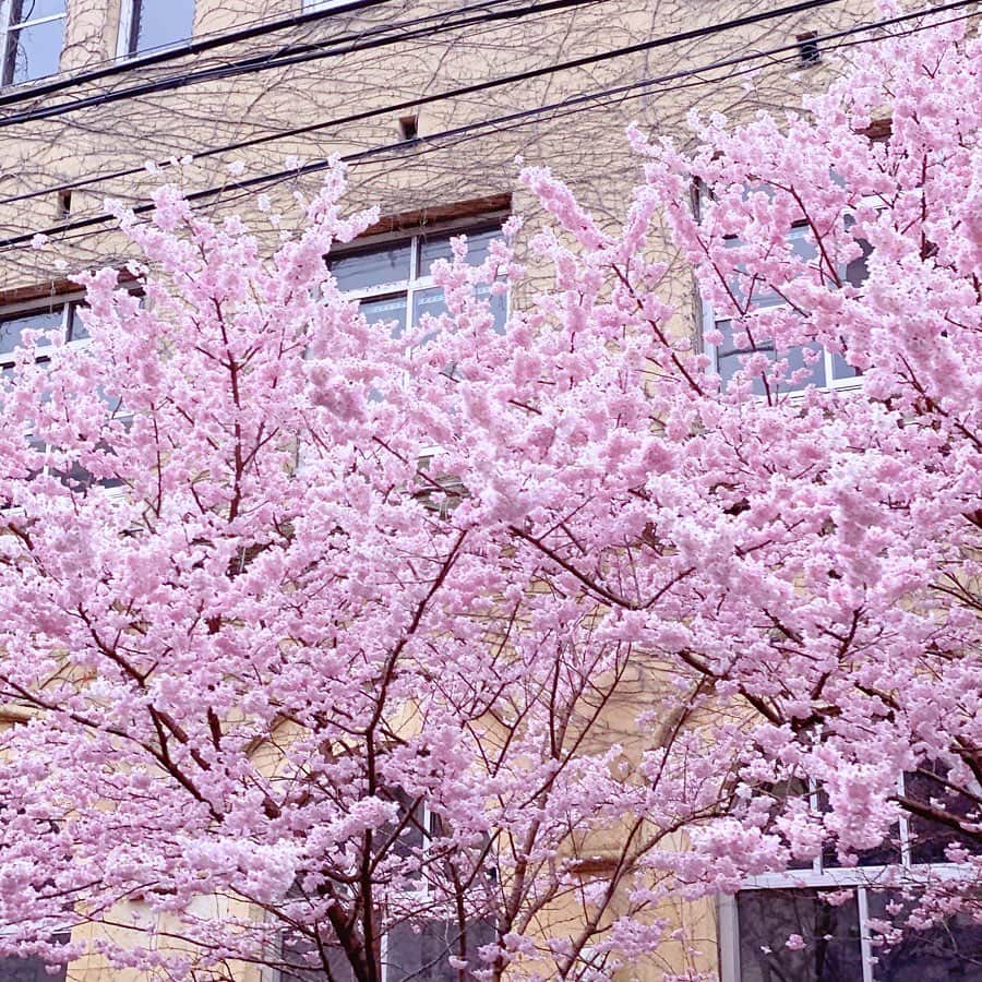 木本泉さんのインスタグラム写真 - (木本泉Instagram)「-﻿ 🌸桜🌸﻿ ﻿ 春が近づいてきてますね😌﻿ ﻿ #桜#京都#春」3月14日 18時57分 - izumikimoto