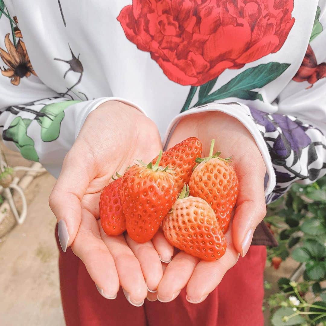 のインスタグラム：「🍓 ． いちご狩り行ってきたよ✨ ずっと計画してたから凄く嬉しかった😍 ． ． 埼玉県上尾市にある岸井農園 さん。たくさん苺の種類があってどれも美味しくて凄く楽しめました🥰 ． ． 恋みのりとか紅ほっぺとか、名前可愛いよね笑🍓🍓🍓 ． ． #いちご狩り #いちご #上尾 #岸井農園 #恋みのり #紅ほっぺ #苺 #苺狩り」