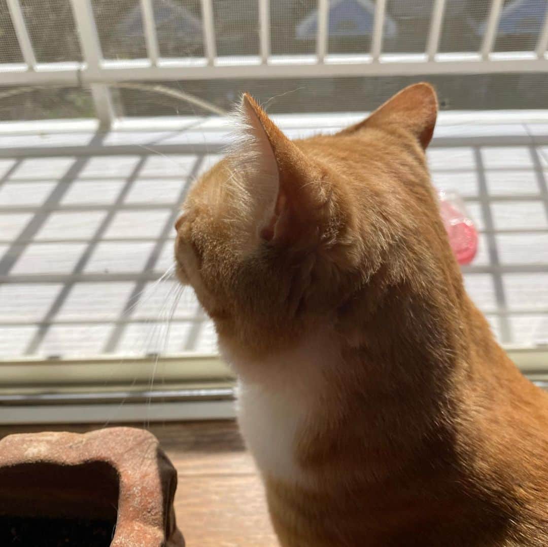金巻ともこさんのインスタグラム写真 - (金巻ともこInstagram)「今日は日差しが懐かしい1日でした  #kurohakuchai #cat #blackcat #黒猫 #茶トラ #猫多頭飼い #tabby #orangetabby #whitecat #白猫 #catstagram」3月14日 19時47分 - tomotomoco