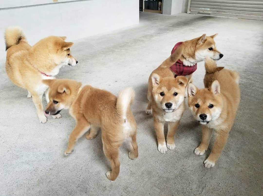 柴犬たま Shibainu Tamaのインスタグラム