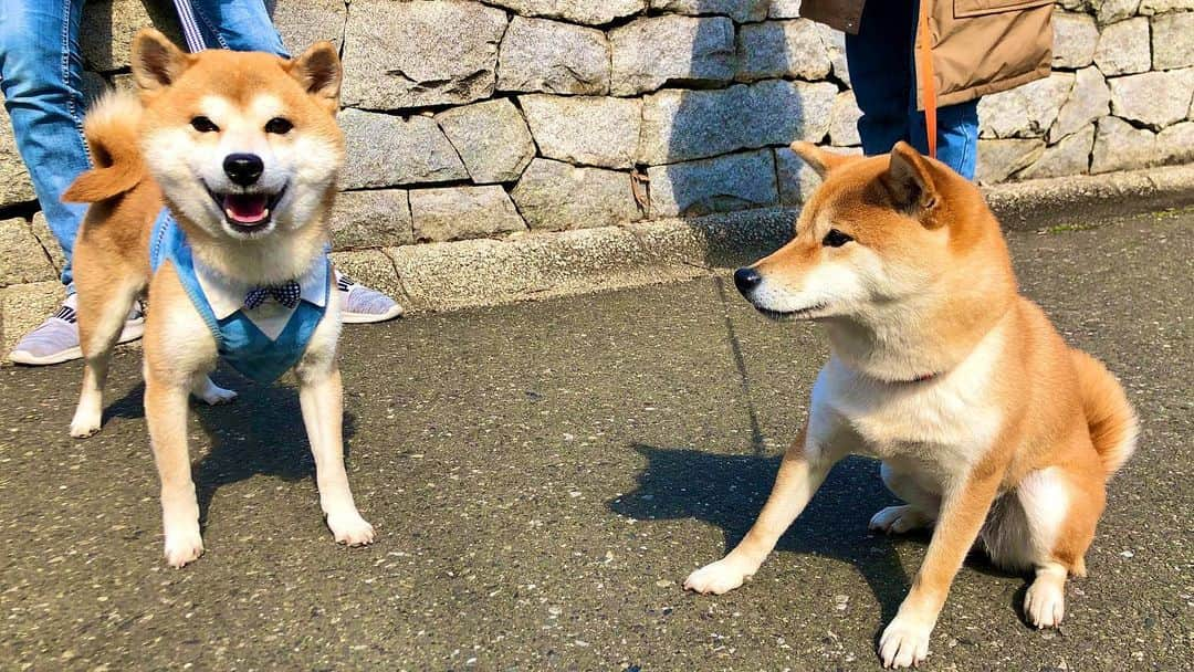 ゆうとろ（柴犬ゆうと猫のとろ）のインスタグラム