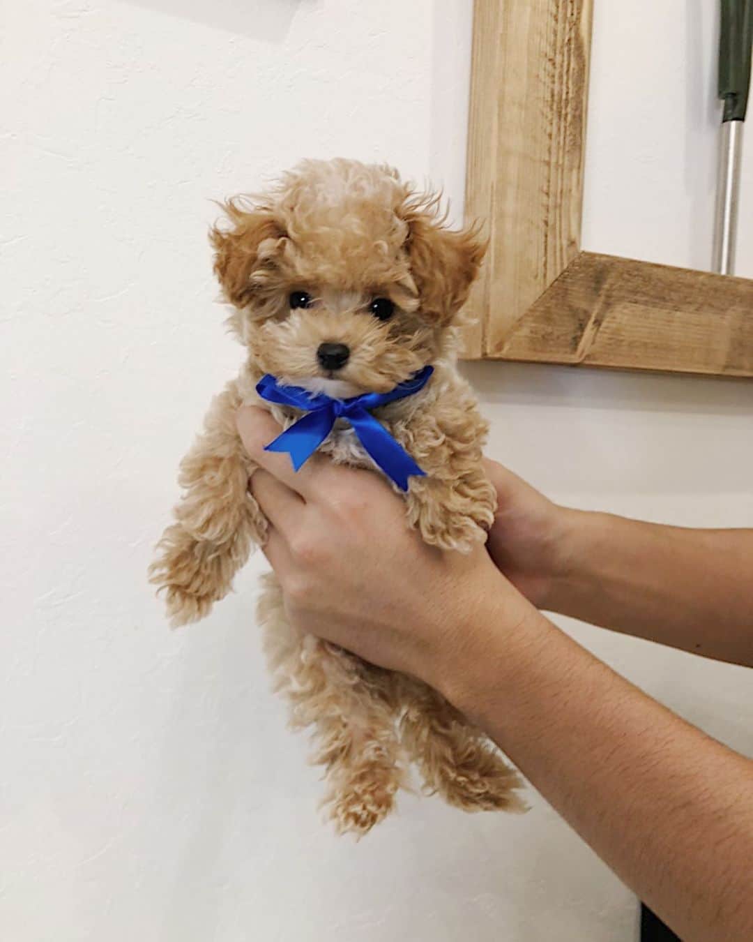のインスタグラム：「新しい家族のノエル君です🐶 これから3人でいろんなところに行ってたくさん思い出作ろうね♡ ノエルと向かい入れた経緯や名前の由来などYouTubeでお話ししているので今日の動画見てくださいワン🐕 ちなみにノエルの超絶可愛い成長アカウントはこちらです @noel1005_official . #0314 #NOELくん」
