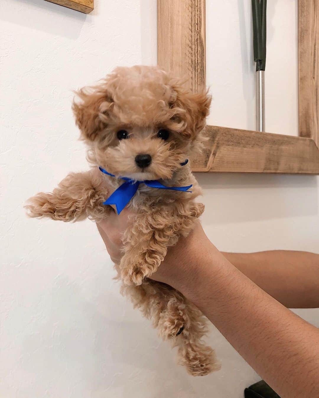 Julia Castroさんのインスタグラム写真 - (Julia CastroInstagram)「ご報告♥︎ 新しい家族が増えました。 マルプーのノエルくんです🐶 色んな偶然の出会いが重なり家族になることにしました。 ノエルとの時間を大切に沢山の思い出を作っていきたいと思います💛 暖かく見守ってくれると嬉しいです！ . #noelくん #noel #family #newfamily #cute #sweet #friend #puppy  #puppydog #Maltese #toypoodle #baby #babyboy #babydog #ノエルくん #マルプー #家族 #大切 #大好き」3月14日 20時59分 - julia.c.0209