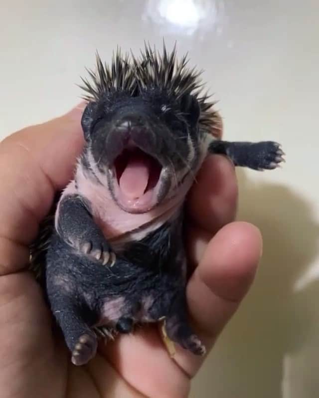 animals.coのインスタグラム：「Baby yawn 😍 | Video by @little_quills」