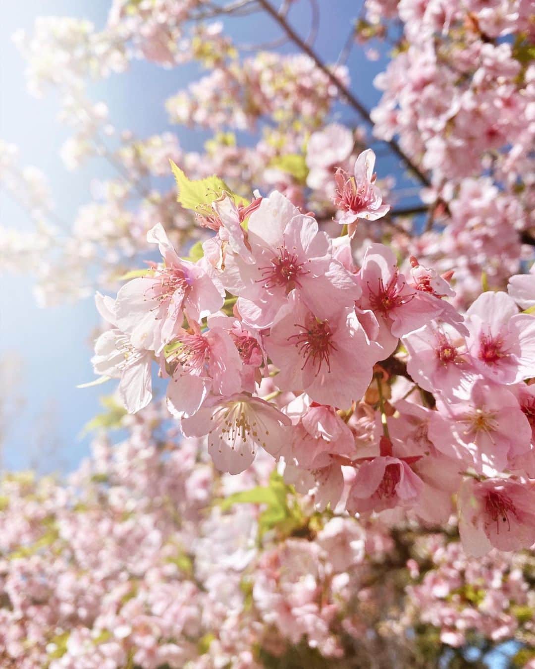 梯真奈美さんのインスタグラム写真 - (梯真奈美Instagram)「こないだの撮影は最高にいいお天気だったの✨🌈 お昼休憩はみんなとベンチでまったりお弁当食べて、ピクニックに来た気分でおもわずのほほーん☺️ そのままお昼寝できそうやった🤫笑 綺麗な桜も咲き始めてようやく春を感じれたよ🌸  Feel the spring colorfully 💙💛💚🧡💜❤️ #sakura #japan #spring #beautiful #eimy #eimyistoire #Aiam」3月14日 21時06分 - official_manami
