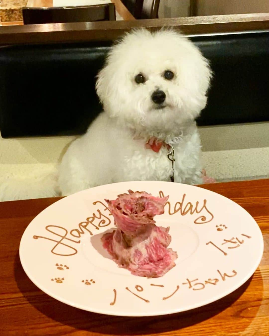 槙野智章さんのインスタグラム写真 - (槙野智章Instagram)「槙野ぱんちゃん 1歳の誕生日おめでとう🎉 Happy birthday, PAN😍  @bichon_pan  #ビションフリーゼ #槙野ぱん」3月14日 21時36分 - makino.5_official