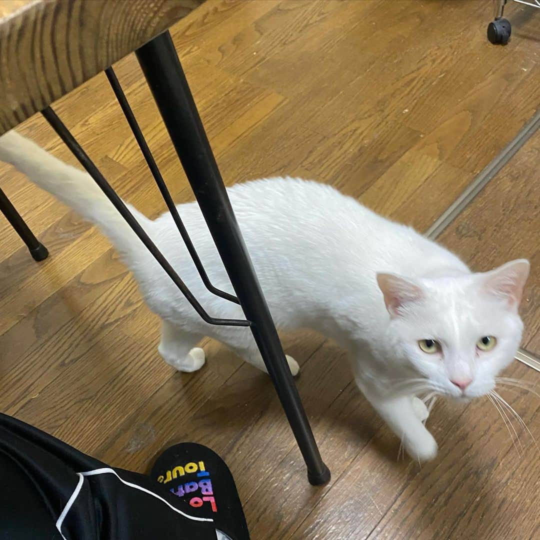 金巻ともこさんのインスタグラム写真 - (金巻ともこInstagram)「お客様がいなくなったら出てきて撫でろと要求するタイプ  #kurohakuchai #whitecat #cat #catstagram #白猫」3月14日 22時03分 - tomotomoco