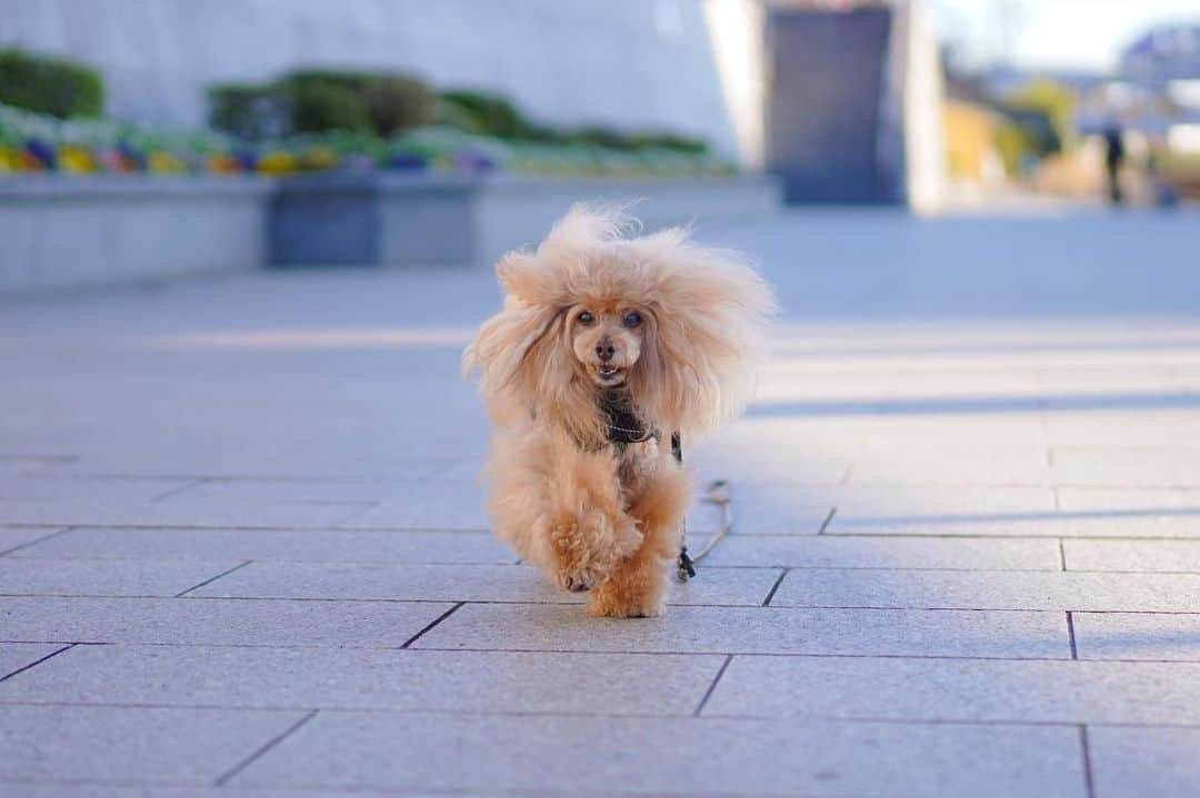 Toypoodle Mikuru?Asakusa Tokyoのインスタグラム