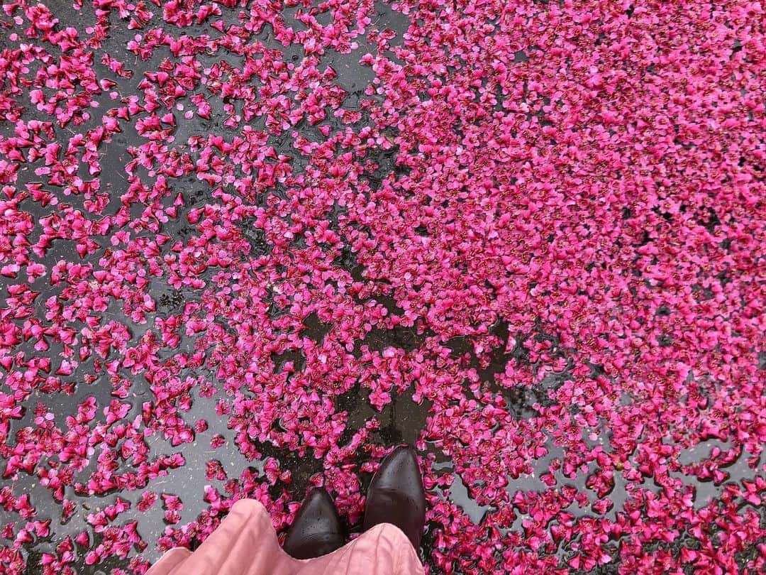 島津咲苗さんのインスタグラム写真 - (島津咲苗Instagram)「おはようございます。 昨日の雨から一転、今日は気持ちよく晴れていますね☀️ 昨日、歩いている途中に一部地面が真っピンクに染まっていたところがあったので近寄ってみると、桜の絨毯が🌸カンヒザクラでしょうか・・・ビビットな色と、その大胆な散り方に心を奪われました。 . . . #加工なし #noeffect #春の風景  #メーテレ #アナウンサー #島津咲苗 #カンヒザクラ #寒緋桜 #桜 #さくら #桜の絨毯 #雨の日 #写真好きな人と繋がりたい」3月15日 9時04分 - sanae_shimazu