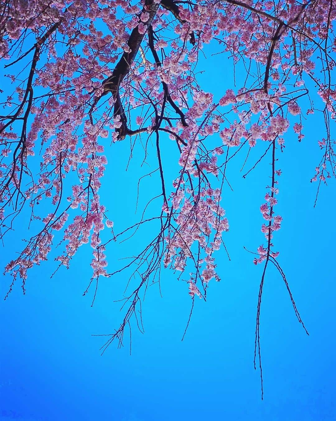 谷川じゅんじさんのインスタグラム写真 - (谷川じゅんじInstagram)「Morning cruise with cherry blossom. 雪のち桜。良い週末を。 #mutsulannsora #goodvibesonly #goodneighbors #shibuyife #thisistokyo #thisisjapan」3月15日 9時10分 - junjitanigawa