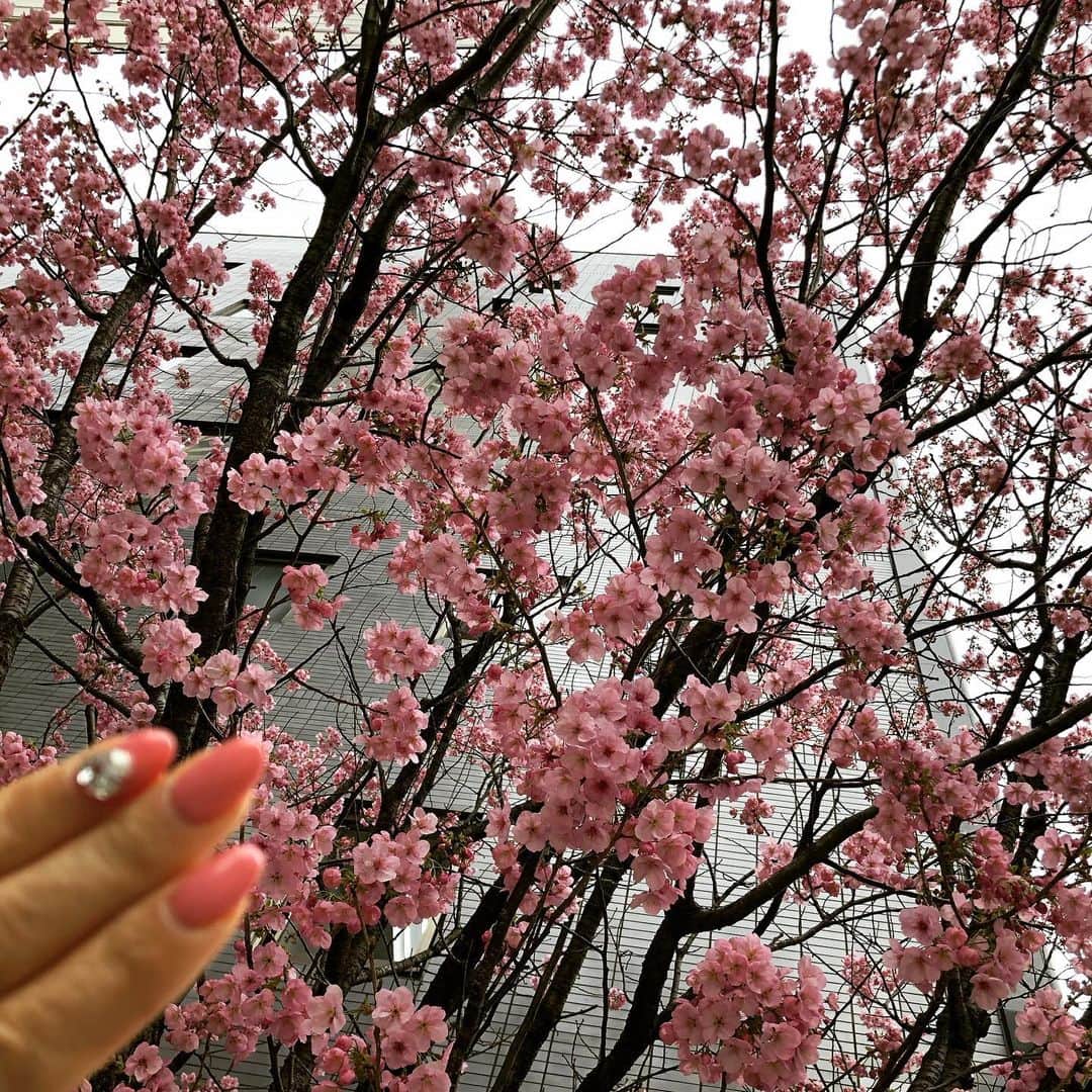 Liaさんのインスタグラム写真 - (LiaInstagram)「桜みっけ！！テンション上がるよね〜、やっぱ日本人はー！🌸帰るまでにソメイヨシノ咲いてくださーい。そして今日は雪❄️☃️みなさん大丈夫でしたか？ I love cherry blossom🌸　#桜　#春 #ネイルカラー」3月15日 1時59分 - lia_vocalist