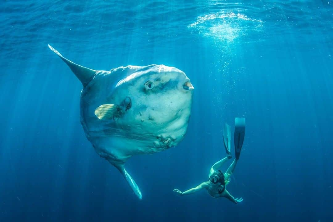 ナショナルジオグラフィックさんのインスタグラム写真 - (ナショナルジオグラフィックInstagram)「Photo by @paulnicklen | Surrounded by the nothing but the ocean blue on the coast of British Columbia, April Bencze swims next to a massive mola—or sunfish, as they are otherwise known. These fish weigh up to 2,200 pounds (1,000 kg) and can grow up to eight feet (about 2.5 meters) in diameter. They are an absolute riot to dive with, and I think they are gorgeous. Tragically, their mortality rate is high. Mola are frequent victims of driftnet fisheries; they get tangled in the line and drown. They also mistake plastic pollution floating in the open ocean for jellyfish and squid, their favorite foods. Follow me @PaulNicklen for more of my favorite ocean images, and to find out how I am working with an incredible team at @SeaLegacy to #beatplasticpollution in our ocean. #TurningTheTide #MolaMola #Nature #Ocean」3月15日 4時01分 - natgeo