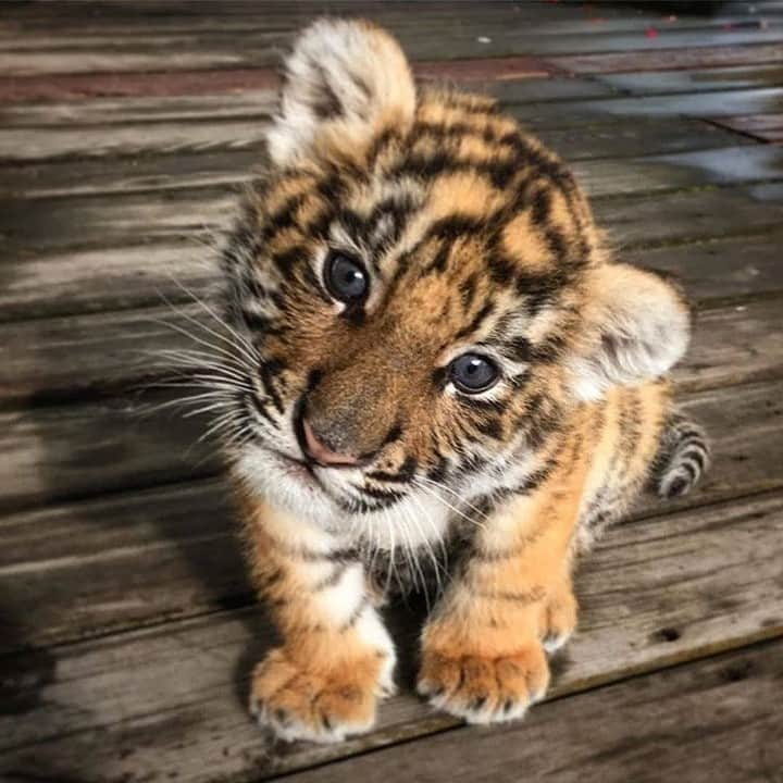 Baby Animalsさんのインスタグラム写真 - (Baby AnimalsInstagram)「Baby tigers are so cute! 🐯💕」3月15日 6時32分 - thebabyanimals