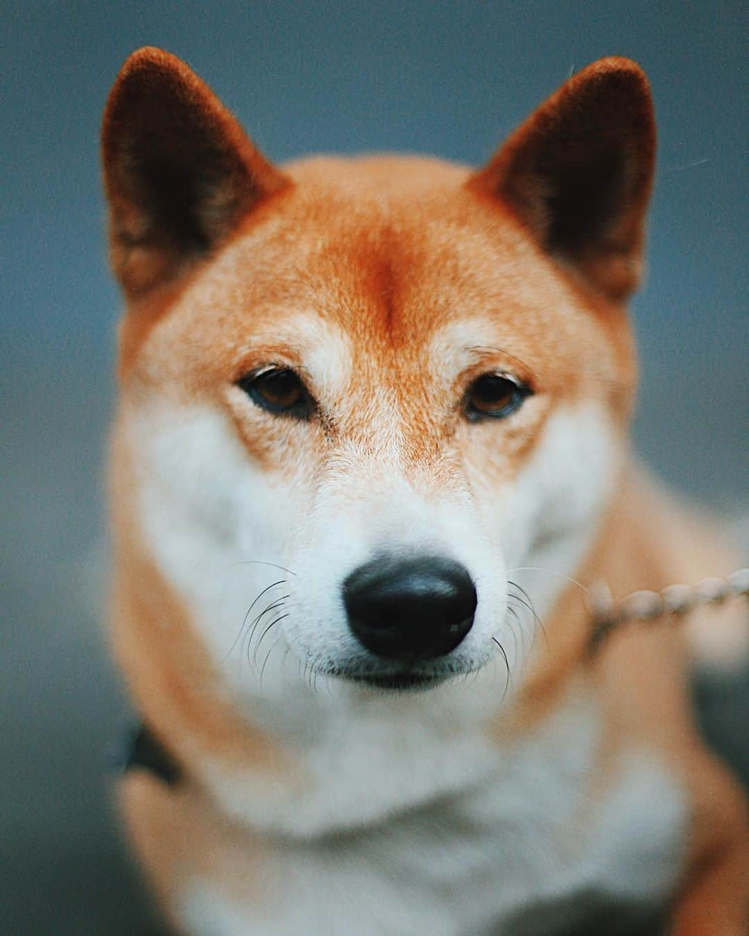 Chad Santosさんのインスタグラム写真 - (Chad SantosInstagram)「🐕 #犬 #メキシコ #動物 #dog #dogsofinstagram #perrosqueveoenlacalle #lomito #lomitosuavecito #bokeh」3月15日 6時34分 - elchadsantos