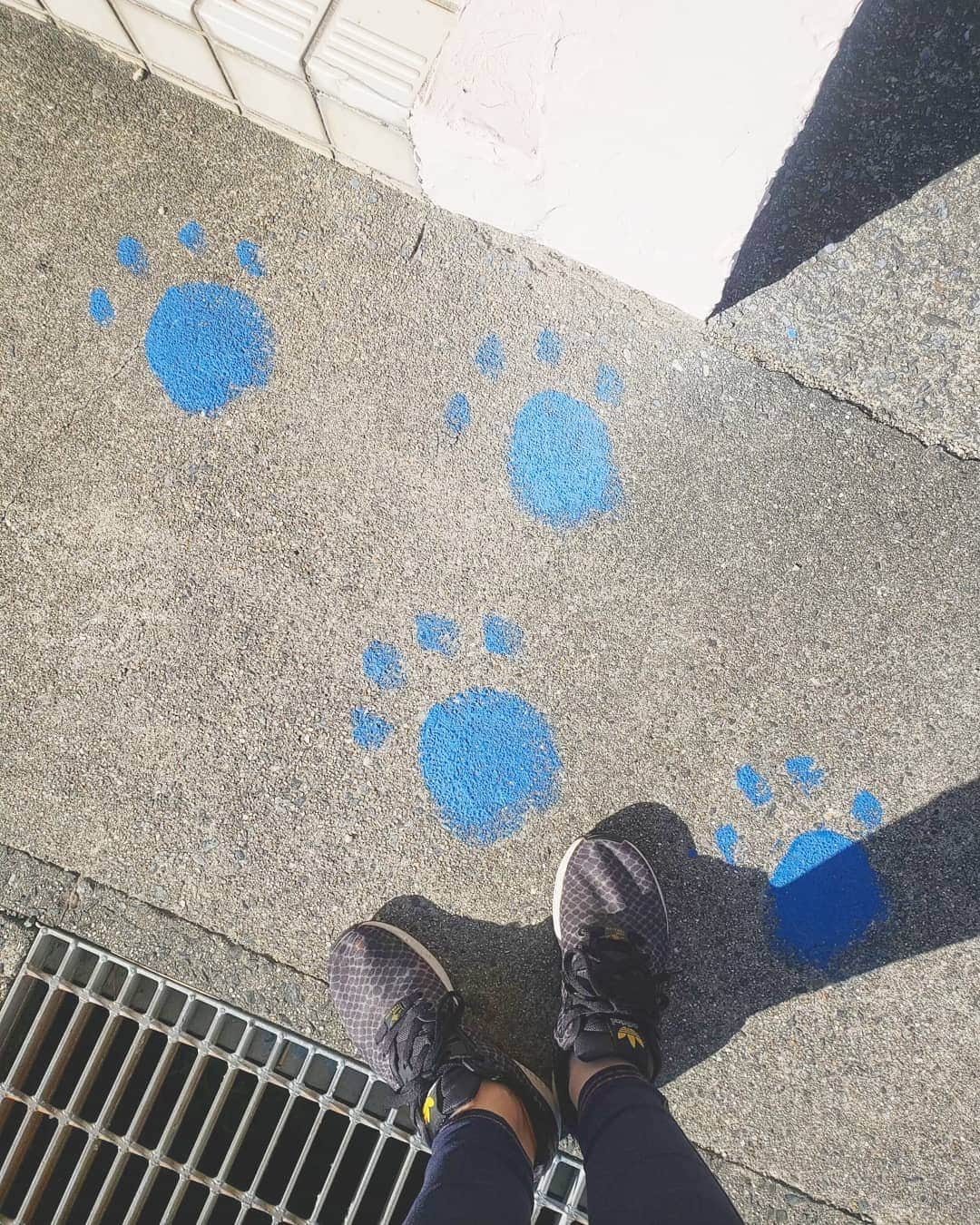 服部ひで子のインスタグラム：「💙かわいい(*^^*)🐾💙 ・ ・  足下に広がる、遊び心🙆✨」