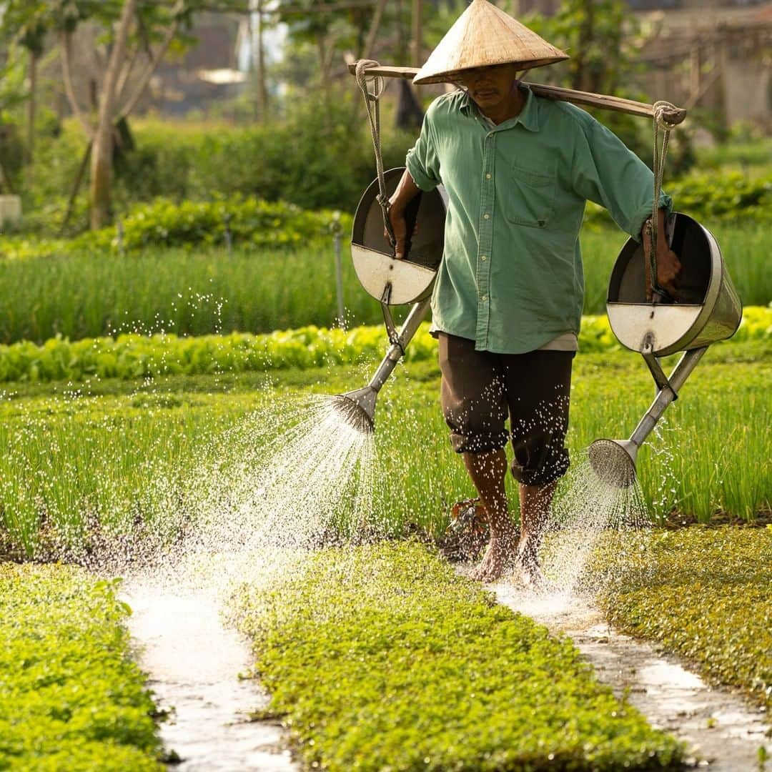 ナショナルジオグラフィックさんのインスタグラム写真 - (ナショナルジオグラフィックInstagram)「Photo by @irablockphoto | Watering your vegetable garden the old fashioned way—with dual watering cans. The village of Tra Que, Vietnam, near the old town of Hoi An, has been growing vegetables for hundreds of years. The vegetables are fertilized by seaweed from the nearby De Vong River, which gives them a unique flavor and adds to the local cuisine. The gardens are so popular that they have become a tourist destination. #followme @irablockphoto to see more images from our planet. #vietnam #traque #hoian #irablock」3月15日 7時36分 - natgeo