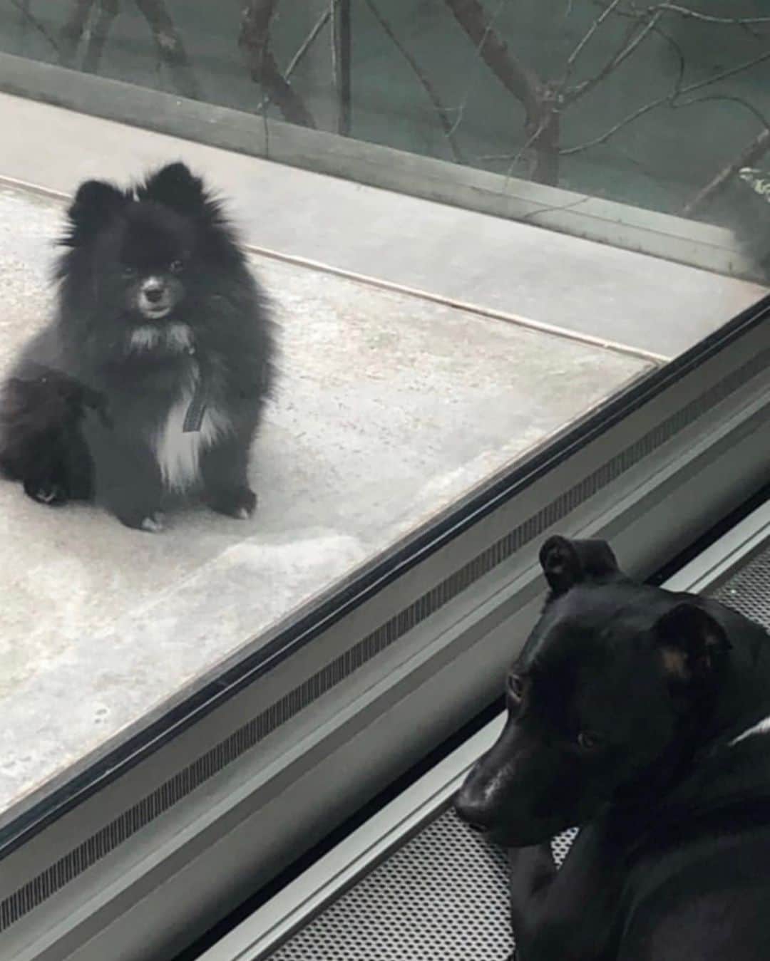 キム・ジョーンズのインスタグラム：「Heading home to London - hope you are all safe and sound - best friends Cookie and Lola」