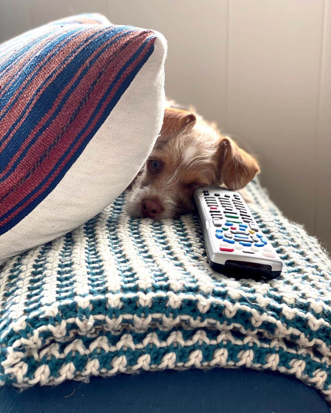 リリー・コリンズさんのインスタグラム写真 - (リリー・コリンズInstagram)「On the @redforddog agenda this weekend: @Netflix and napping. Hope everyone is staying home and healthy!...」3月15日 7時45分 - lilyjcollins