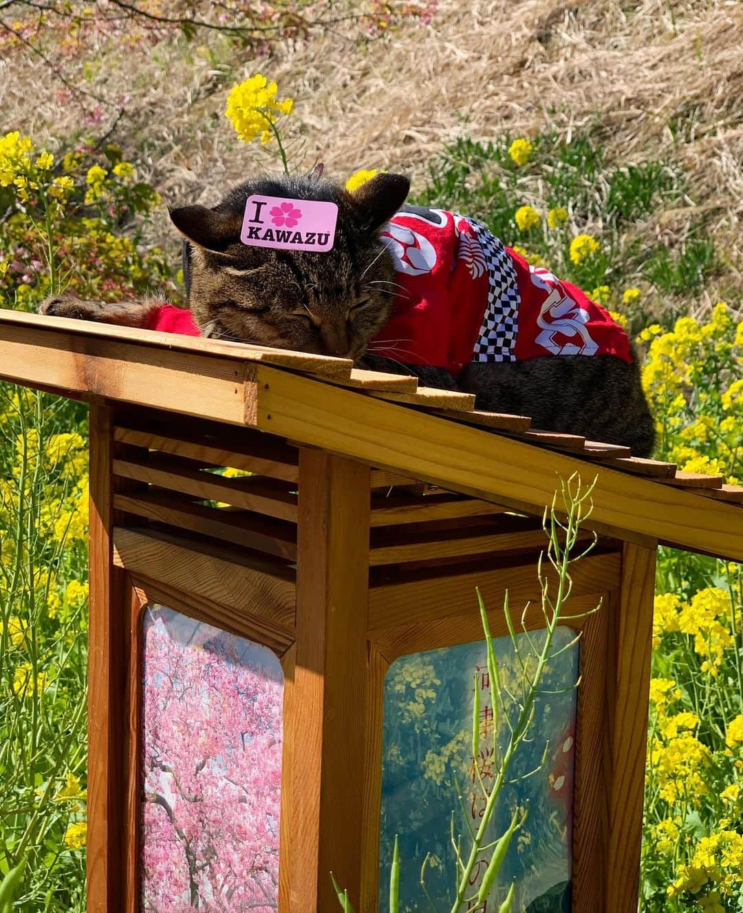 木部さんさんのインスタグラム写真 - (木部さんInstagram)「旅先で出会った猫ちゃんです♬🐱﻿ ﻿ ﻿ ﻿ ﻿ ﻿ ﻿ ﻿ ﻿ ﻿ ﻿ #旅先での出会い #旅猫 #さくらちゃん🌸 #かわいい💕 #ねこちゃん #春 #河津桜まつり #菜の花 #travelingcat #sakura🌸 #cutecat #cat #spring #kawazuzakura #festival #canolaflower」3月15日 18時45分 - kibe_dayo